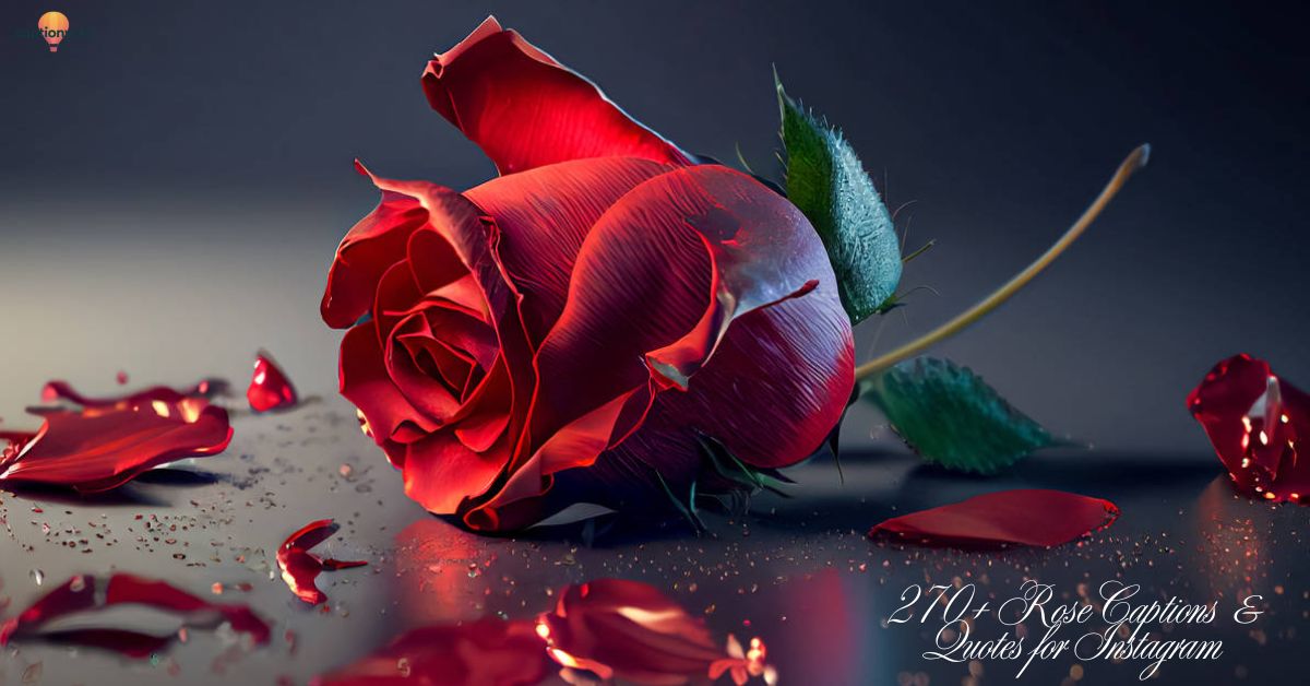 270+ Rose Captions & Quotes for Instagram