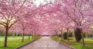 300+ Cherry Blossom Captions to Bloom Your Instagram Feed