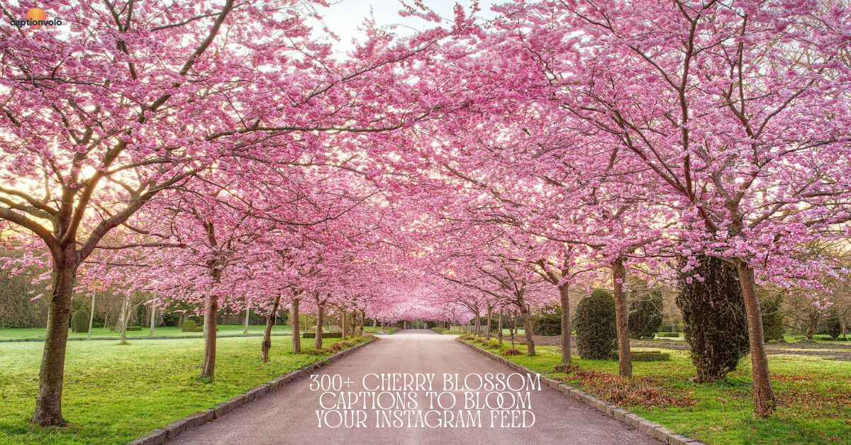300+ Cherry Blossom Captions to Bloom Your Instagram Feed