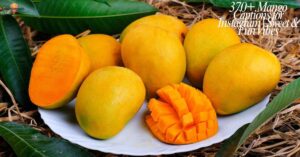 370+ Mango Captions for Instagram Sweet & Fun Vibes