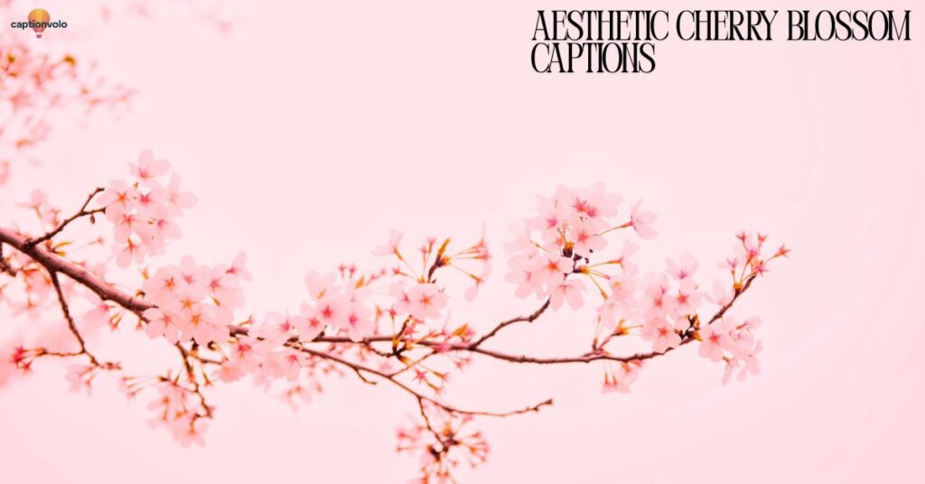 Aesthetic Cherry Blossom Captions