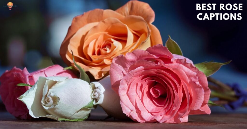 Best Rose Captions