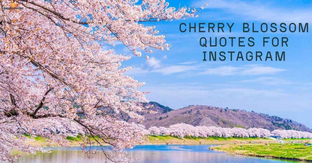 Cherry Blossom Quotes for Instagram