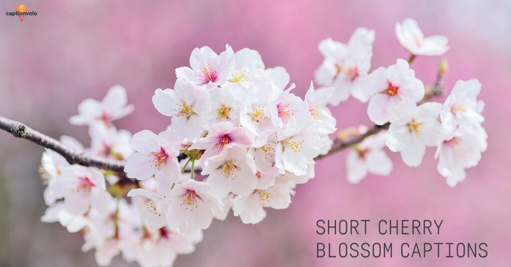 Cherry-Blossom 